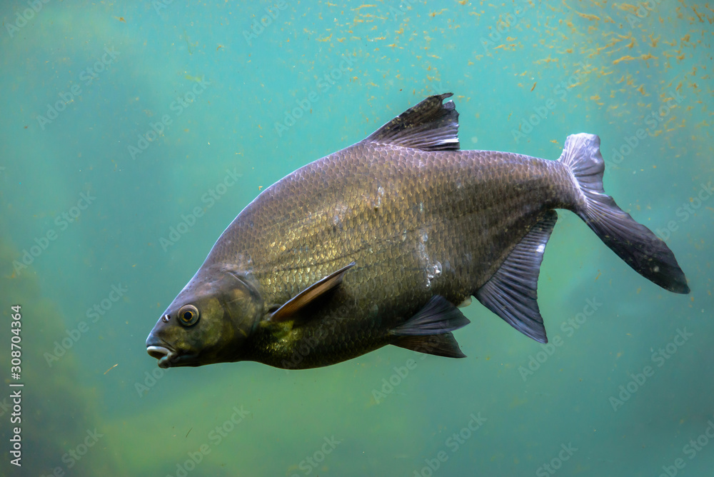 Common carp fish in freshwater pond, underwater shot of cyprinus carpio. Traditional christmas food in Poland.