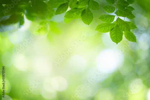 Green nature background. Close up view of green leaf with beauty bokeh under sunlight for natural and freshness wallpaper concept.