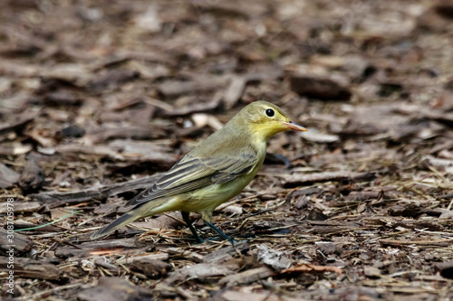 Icterine warbler hippolais icterina sitting on ground. Cute green little forest songbird in wildlife. © Anton Mir-Mar