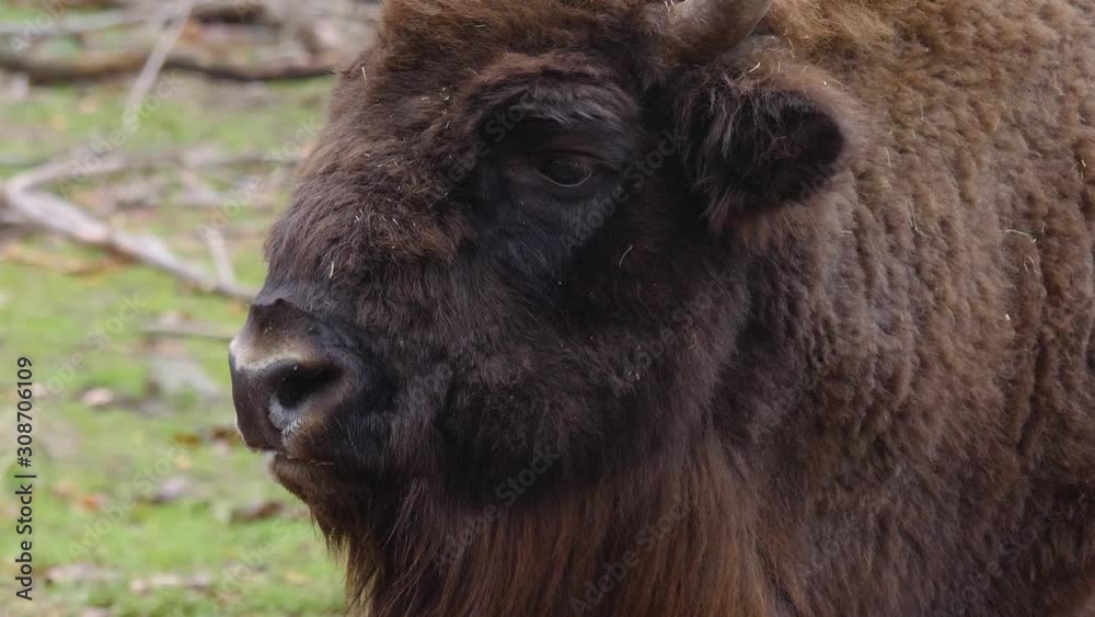 Close up of bison head chewing on a sunny day in Autumn Close up of bison head chewing on a sunny day in Autumn