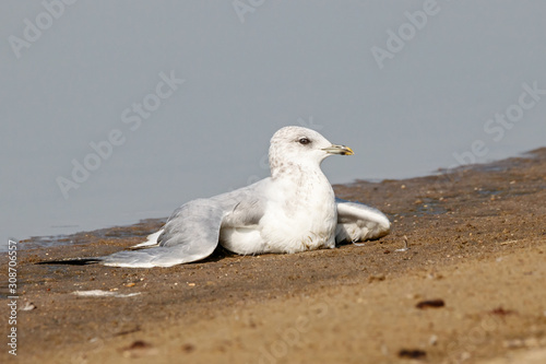 Common gull larus canus ill laying on lake shore beach. Cute white waterbird in wildlife.