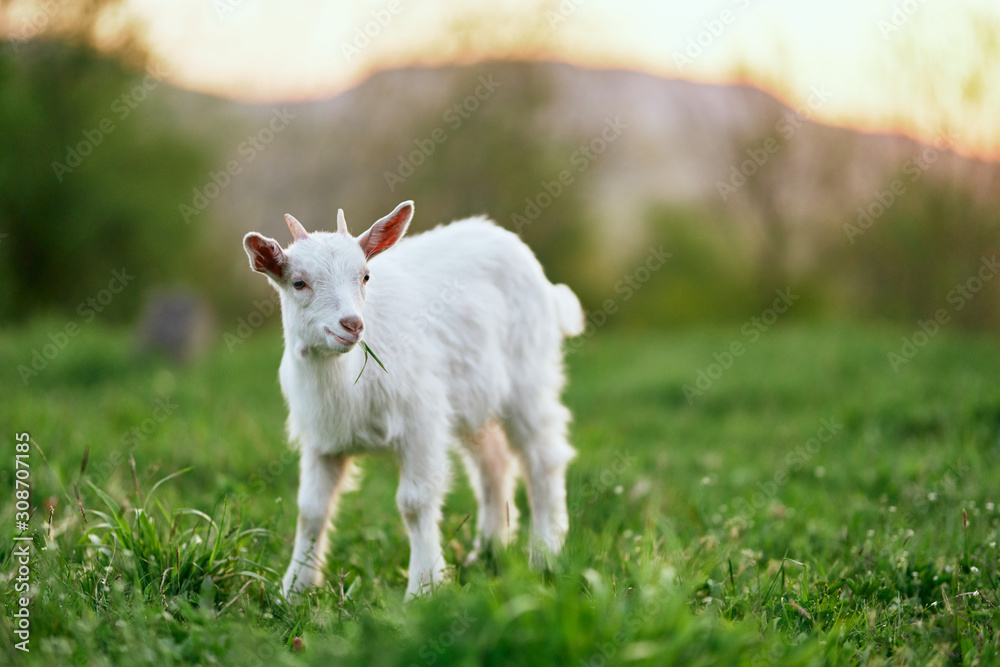 goat on green grass