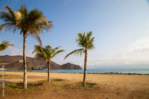 Palm trees on the Indian Ocean © Сергей Луговский