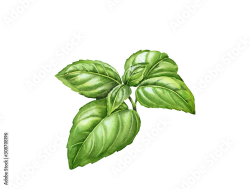 Fototapete Watercolor basil branch with realistic leaves