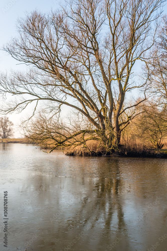 Bare tree with irregular branches reflected Bare tree with irregular branches reflected
