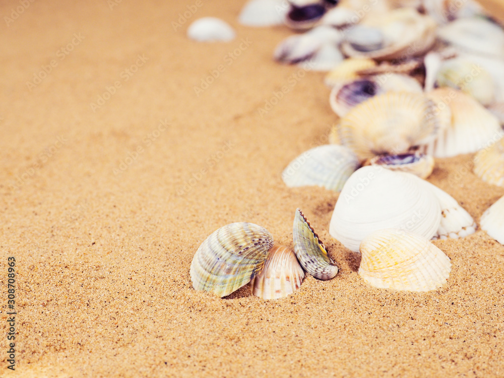 sand, shells and starfish top view with place for text. Travel, sea, vacation concept. Sea shells on sand. Summer beach background. Top view sand, shells and starfish top view with place for text. Travel, sea, vacation concept. Sea shells on sand. Summer beach background. Top view