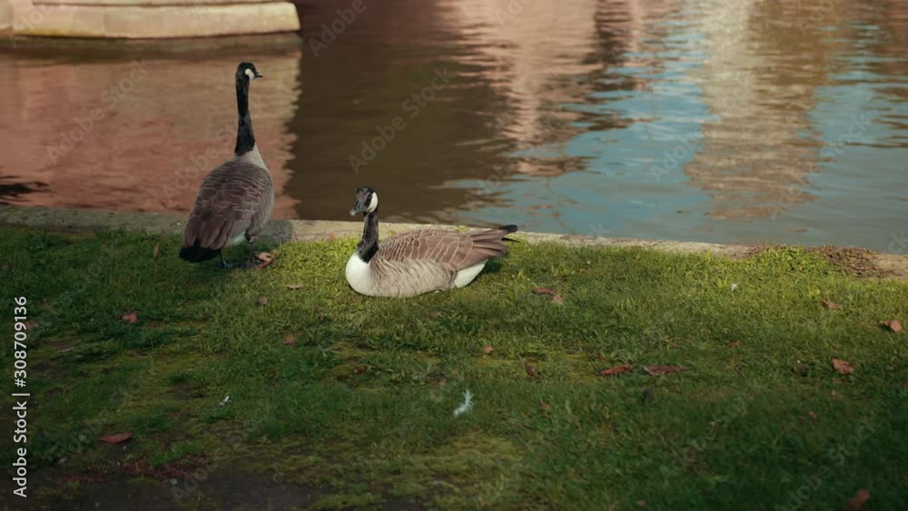 Two wild ducks on the river Bank. One sits, the other stands on the grass. Black neck and muzzle, brown torso and feathers Two wild ducks on the river Bank. One sits, the other stands on the grass. Black neck and muzzle, brown torso and feathers