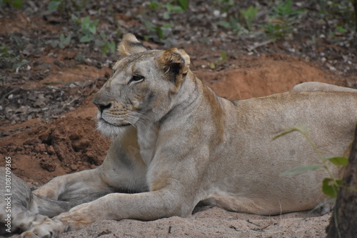 lioness and cub