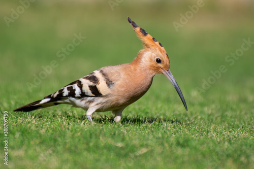 Hoopoe bird searching food in the grass  © Hussain