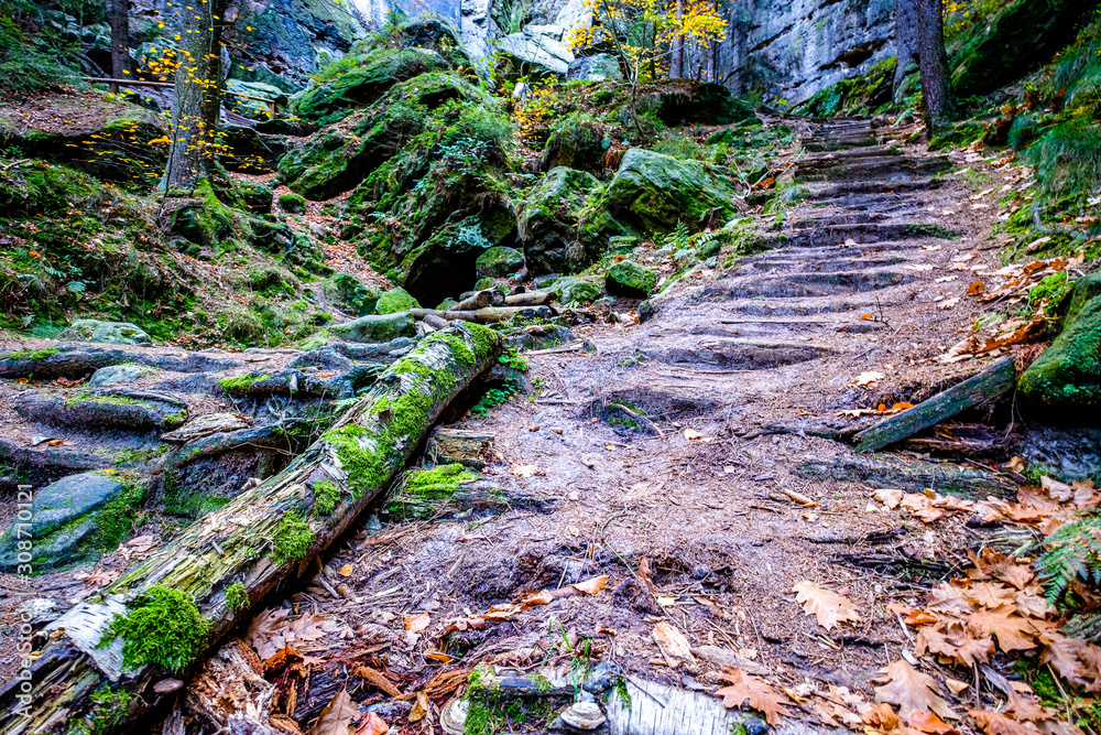 old steps at a forest