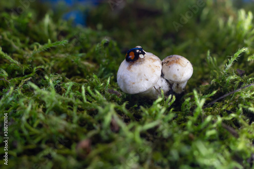 macro photo of a ladybug sitting in the rain on a white mushroom