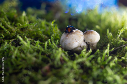 Wallpaper Mural macro photo of a ladybug sitting in the rain on a white mushroom Torontodigital.ca