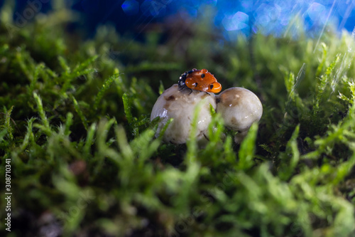 Wallpaper Mural macro photo of a ladybug sitting in the rain on a white mushroom Torontodigital.ca