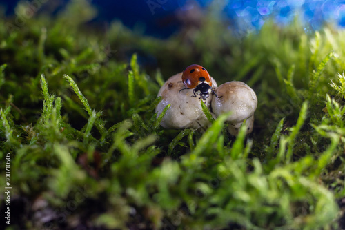 macro photo of a ladybug sitting in the rain on a white mushroom