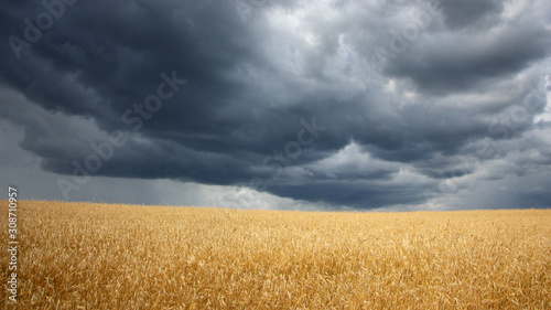 Grain crop threat. Heavy storm clouds over the wheat field.