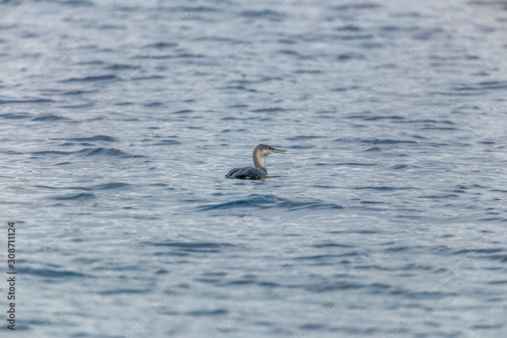 Red-throated loon (Gavia stellata)