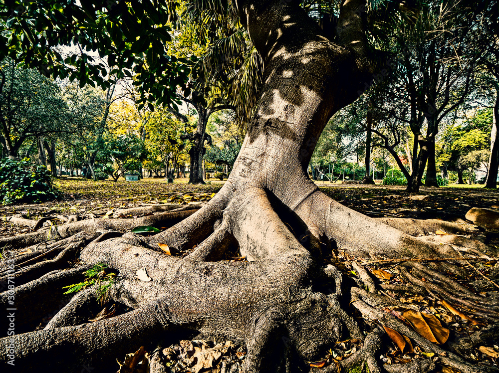 trunk and roots of a big tree, ficus elastica, in a park trunk and roots of a big tree, ficus elastica, in a park
