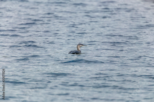 Obraz na płótnie Red-throated loon (Gavia stellata) w salonie