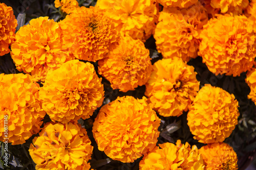 Marigold flower, Lots of beautiful marigold flowers in the garden.