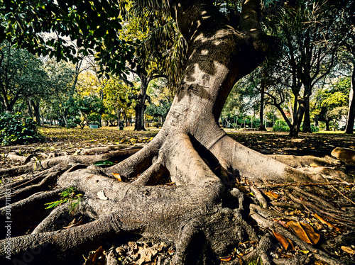 trunk and roots of a big tree, ficus elastica, in a park