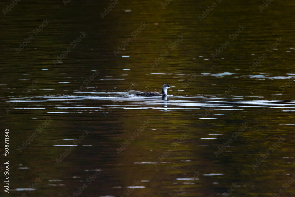 Red-throated loon (Gavia stellata) Red-throated loon (Gavia stellata)