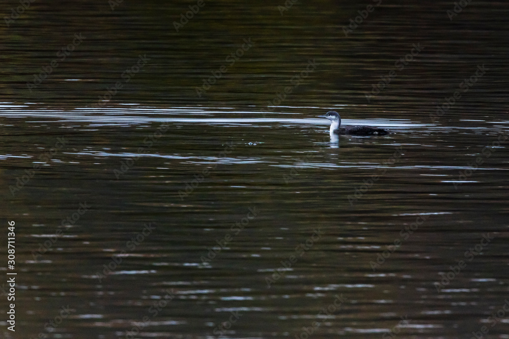 Red-throated loon (Gavia stellata)