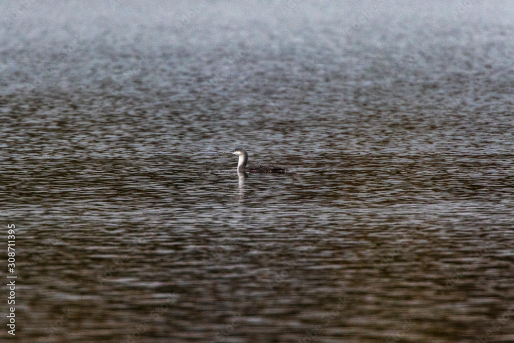 Red-throated loon (Gavia stellata)