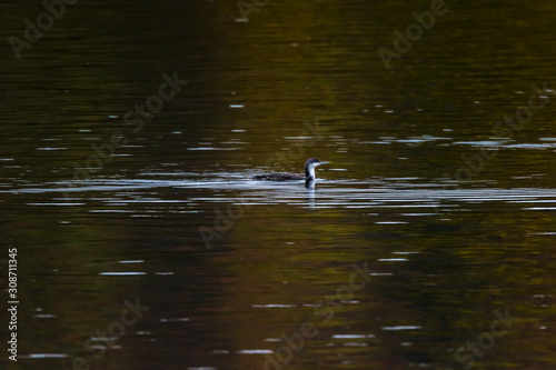 Obraz na płótnie Red-throated loon (Gavia stellata) w salonie