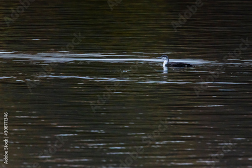 Obraz na płótnie Red-throated loon (Gavia stellata) w salonie