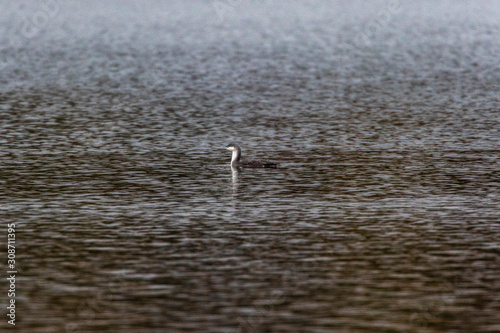 Obraz na płótnie Red-throated loon (Gavia stellata) w salonie