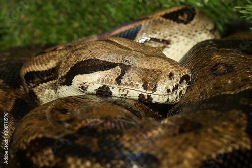 Close up head boa constrictor snake
