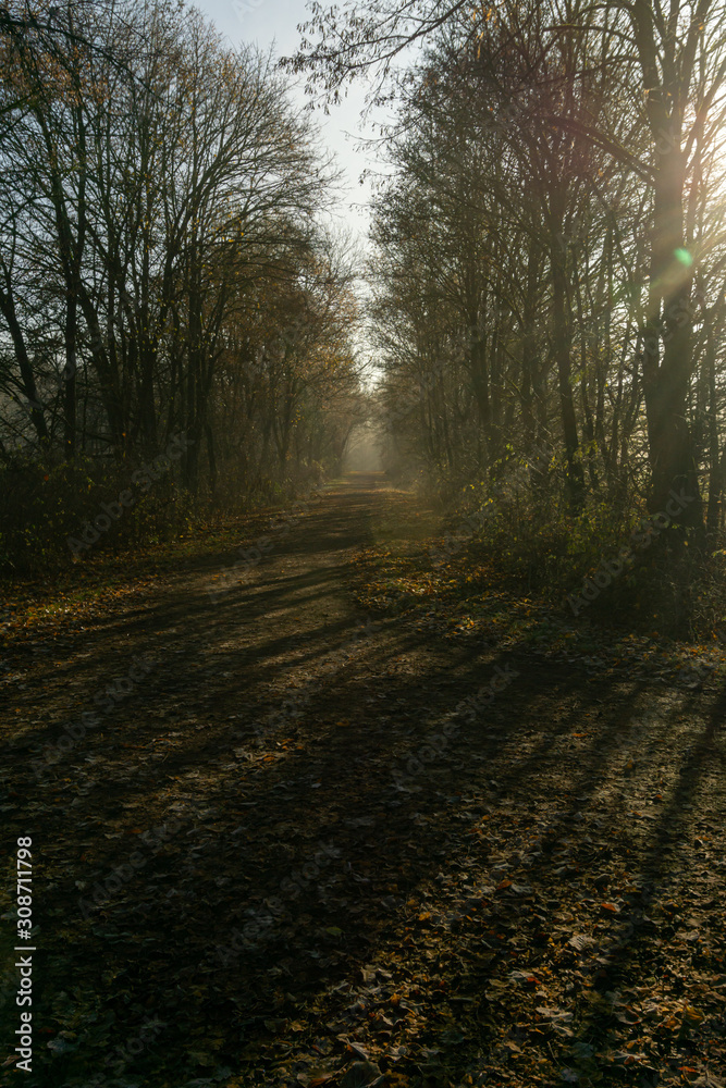 Obraz premium Fußweg im Herbst mit Laub, Licht und Schatten