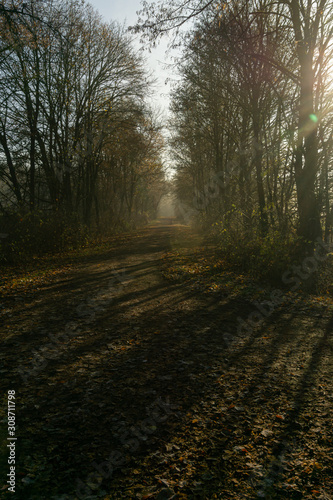 Fußweg im Herbst mit Laub, Licht und Schatten