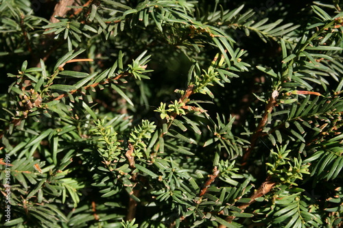 branches of a tree