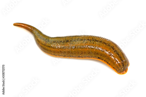 Whitmania pigra