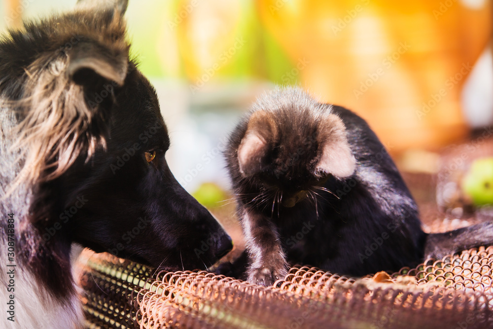 Dog playing with kitten outdoor in a morning summer day. Frienship concept. Border Collie dog playing with kitten outdoor. Dog playing with kitten outdoor in a morning summer day. Frienship concept. Border Collie dog playing with kitten outdoor.