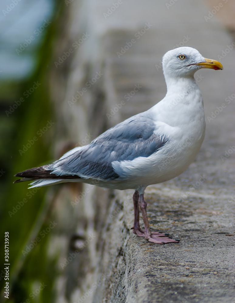 Seagull looking at the camera Seagull looking at the camera