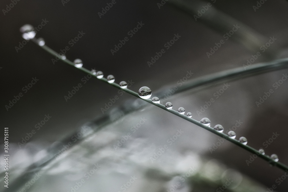 Drops of water on a leaf with reflections Drops of water on a leaf with reflections