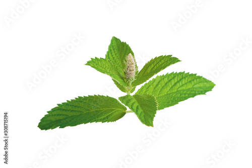 Fresh mint sprig with flower. Mint with tender green leaves