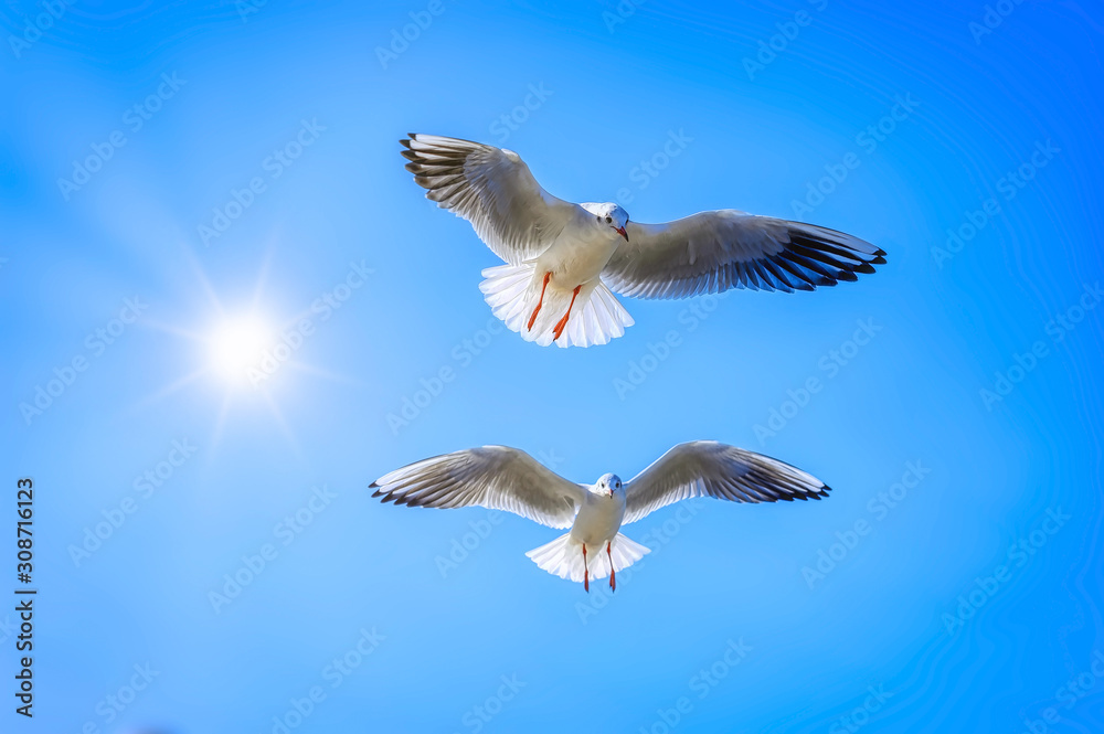Seagulls flying in a blue sky against a bright sun