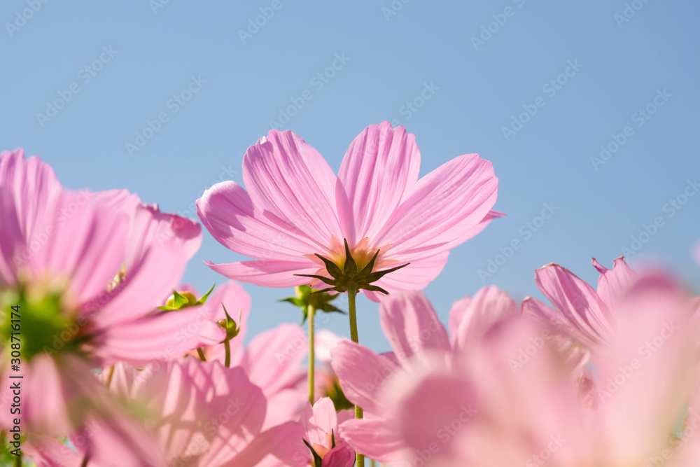 the beautiful cosmos flowers in the garden with the sunny day using as nature background and wallpaper. the beautiful cosmos flowers in the garden with the sunny day using as nature background and wallpaper.