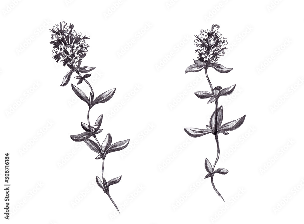 Thyme flowers and leaves hand drawn blossom plant set isolated on