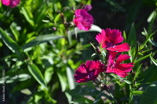 Beautiful Natural Fresh Flower in Garden.