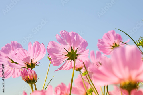 the beautiful cosmos flowers in the garden with the sunny day using as nature background and wallpaper. © wisuda