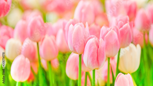 The beautiful tulip flowers in the garden using as the nature background and spring season wallpaper concept. #308716178
