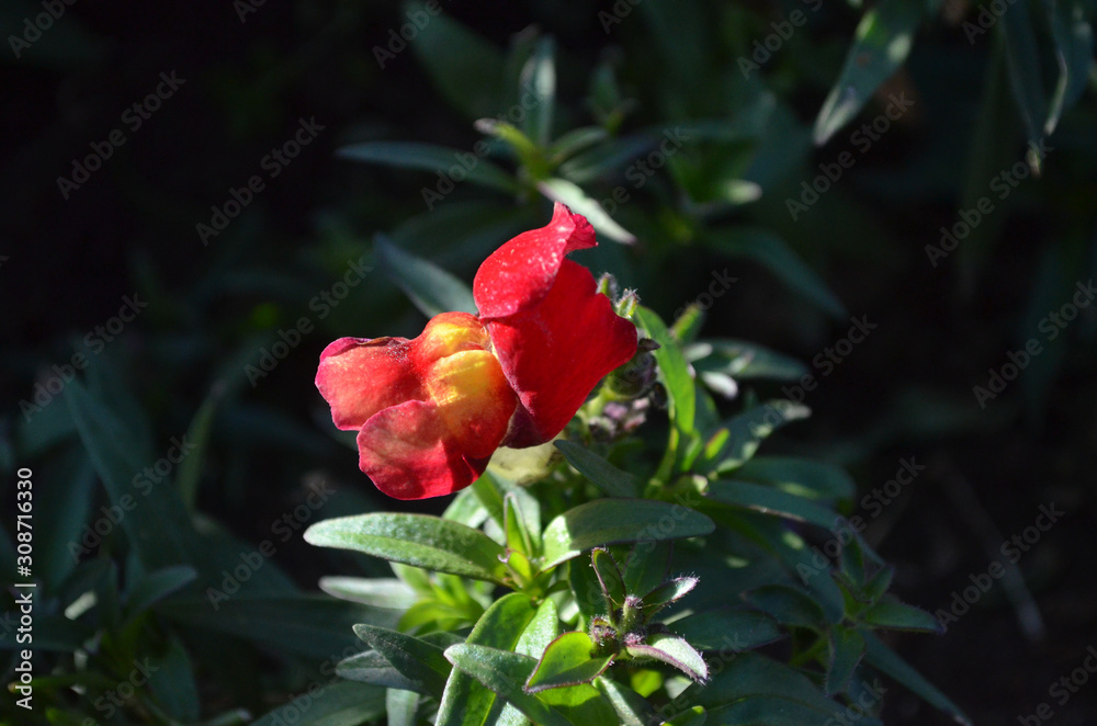 Beautiful Natural Fresh Flower in Garden.