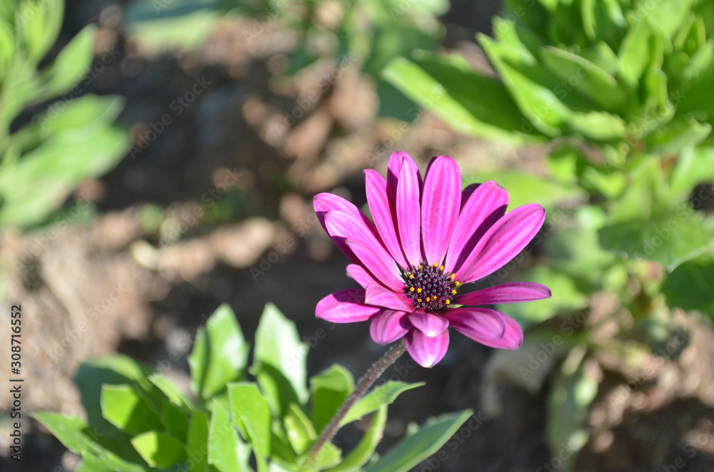 Beautiful Natural Fresh Flower in Garden. Beautiful Natural Fresh Flower in Garden.