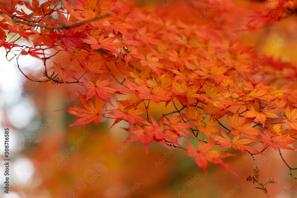 中央公園の紅葉#1