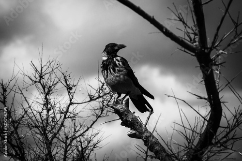 bird