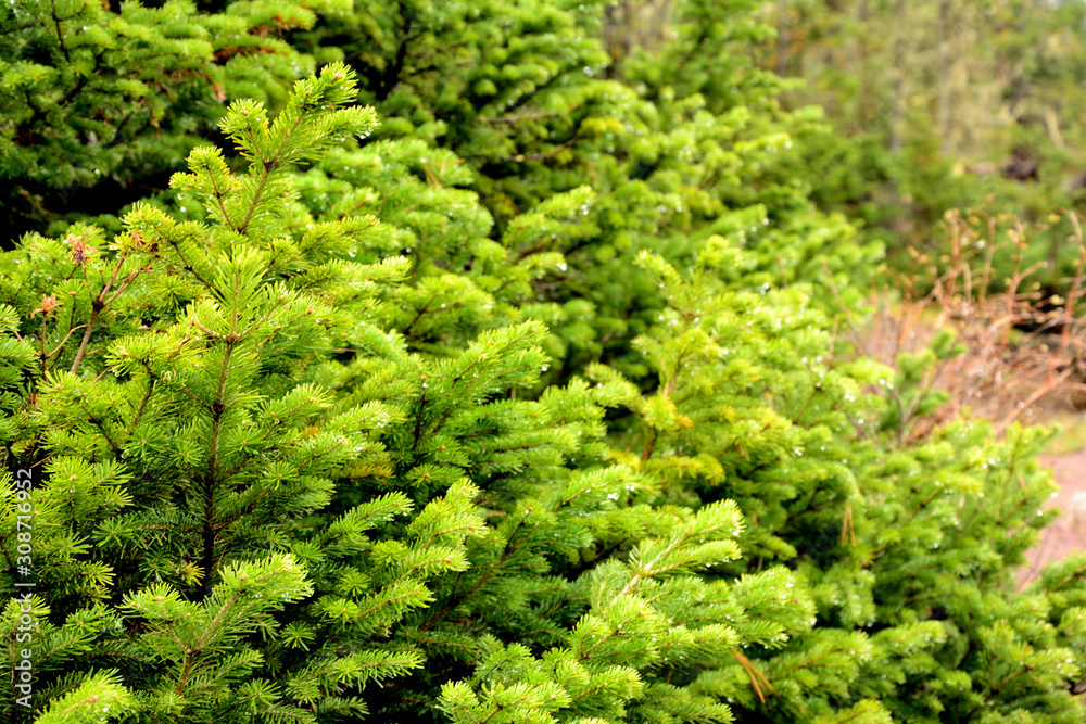 spruce, pine, coniferous, juicy, green, nature,